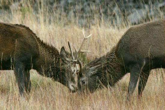 Red Deer <i>Cervus elaphus</i>
